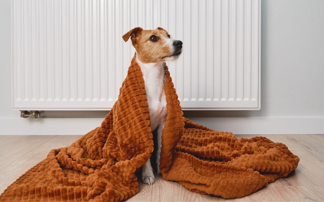 dog sitting with blanket over him